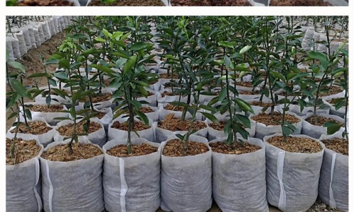 布洛芬缓释胶囊间隔几小时吃一次-加布洛芬缓释胶囊网布洛芬缓释胶囊的功效与作用知识网站,分享布洛芬缓释胶囊用法用量大全