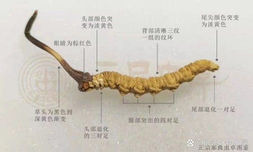 布洛芬缓释胶囊多久见效-加布洛芬缓释胶囊网布洛芬缓释胶囊的功效与作用知识网站,分享布洛芬缓释胶囊用法用量大全